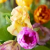 Vibrant Tulips 5