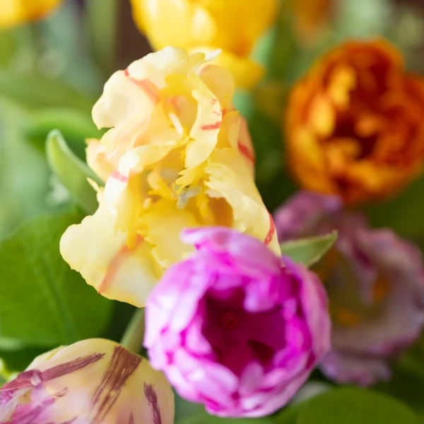 Vibrant Tulips 5