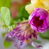 Vibrant Tulips 6