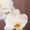 White Moon L 3